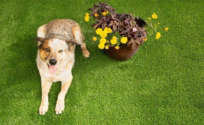 How do you keep the fake grass in your yard looking good when you have dogs