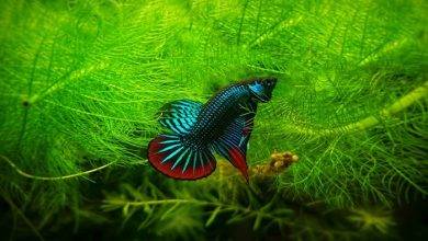 Can I Have A Betta Sorority