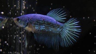 Why You Should Never Breed Different Colored Bettas