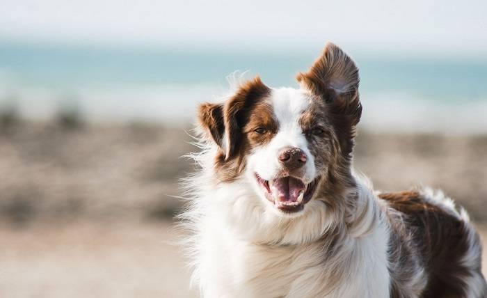 Best Foods and Vitamins for a Healthy Dog