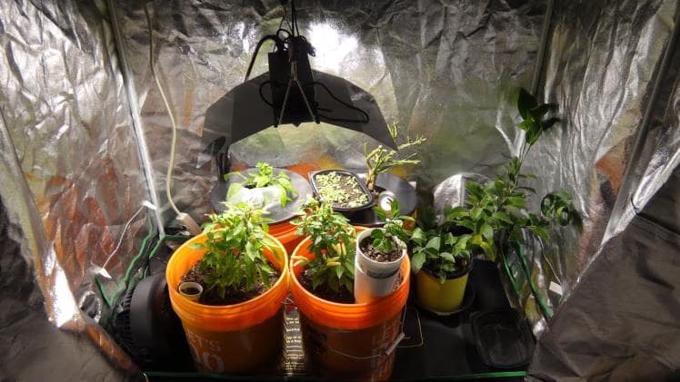 Lighthouse Controlled Environment Grow Tents1