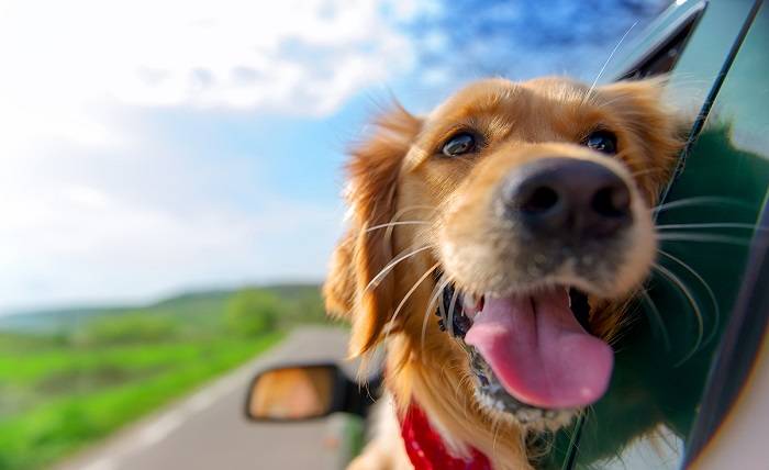 The Ultimate Guide to Motorhoming with Your Dog